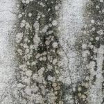 Mold Mold
