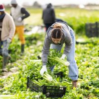 agriculture worker agriculture worker